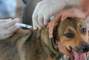 La campaña de identificación y vacunación antirrábica se realizará el 2 y 3 de junio en la plaza de toros