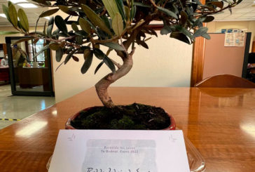 El Ayuntamiento de Estella-Lizarra recibe un bonsái de la Red de Juderías como recuerdo a sus raíces sefardíes