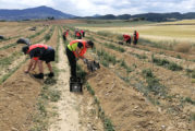 Yerri continuará el proyecto ‘Buruxka’, sobre aprovechamiento del excedente agroalimentario