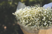 Aroma, belleza y color