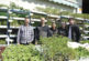 SUMINISTROS EIZA te ofrece una amplia variedad de planta local y piensos de calidad