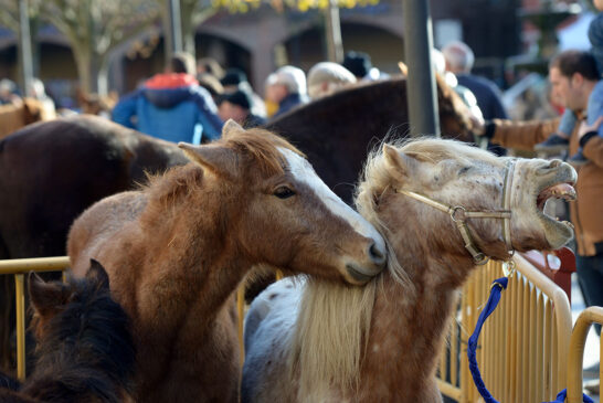 La alerta sanitaria ganadera pone en riesgo la organización del mercado de San Andrés