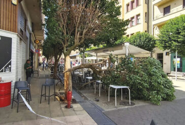 Un herido tras la rotura y caída de una rama de un árbol en la calle San Andrés